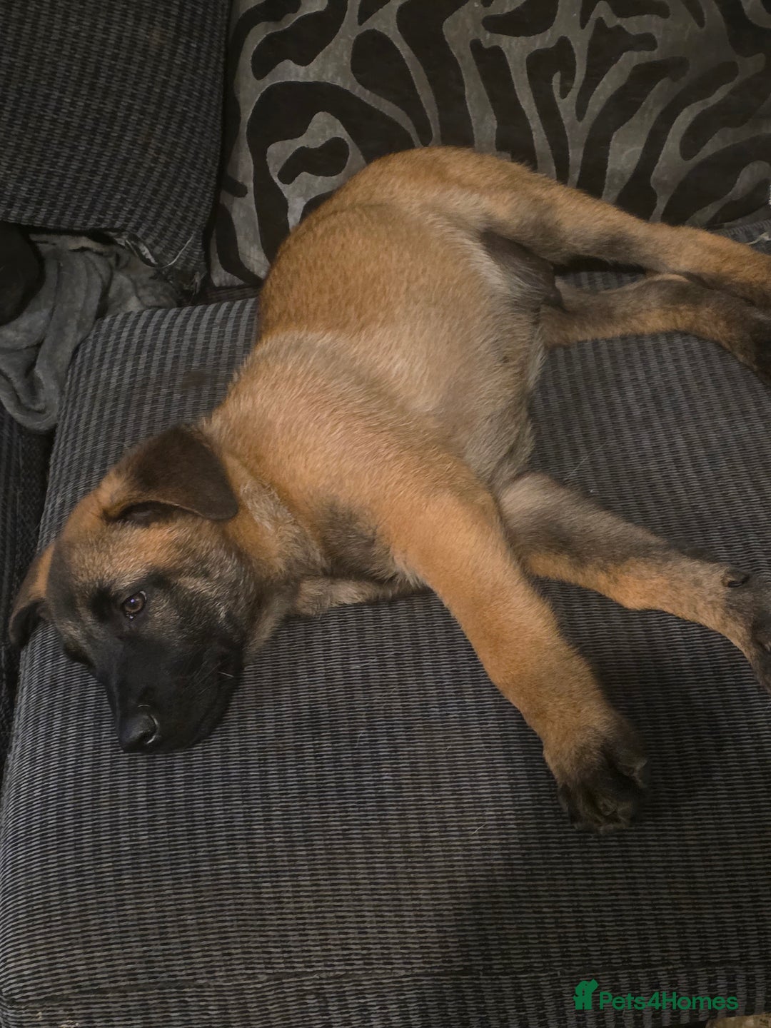 Belgian Shepherd Dog dogs for sale: belguim malinois free training provided - Image 8