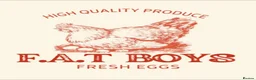 Chickens poultry for sale: USA Bearded silkies, Brahmas, Vorwerk  - Advert 36