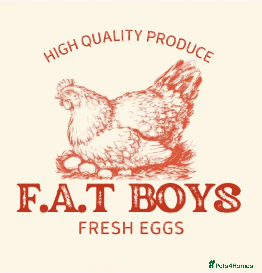 Chickens poultry for sale: USA Bearded silkies, Brahmas, Vorwerk  - Advert 36