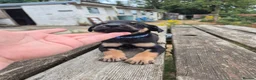 Mixed Breed dogs for sale: 8 Huntaway x puppies for sale - Advert 17