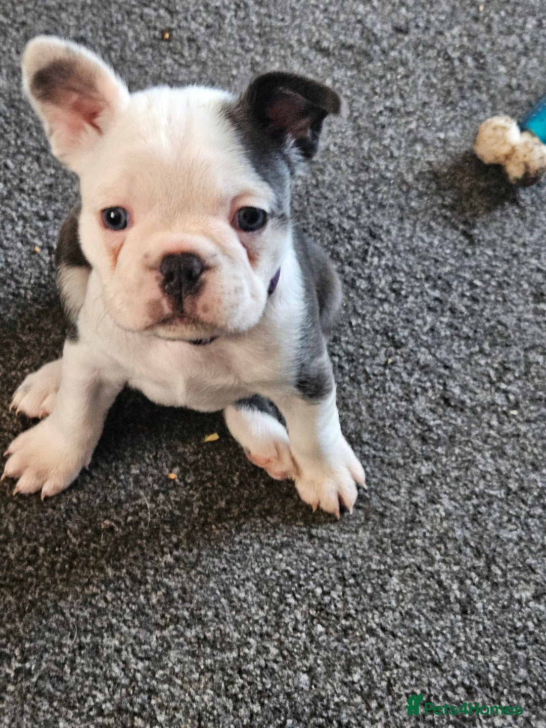 Mixed Breed dogs for sale: Frenchton Pups - Image 26