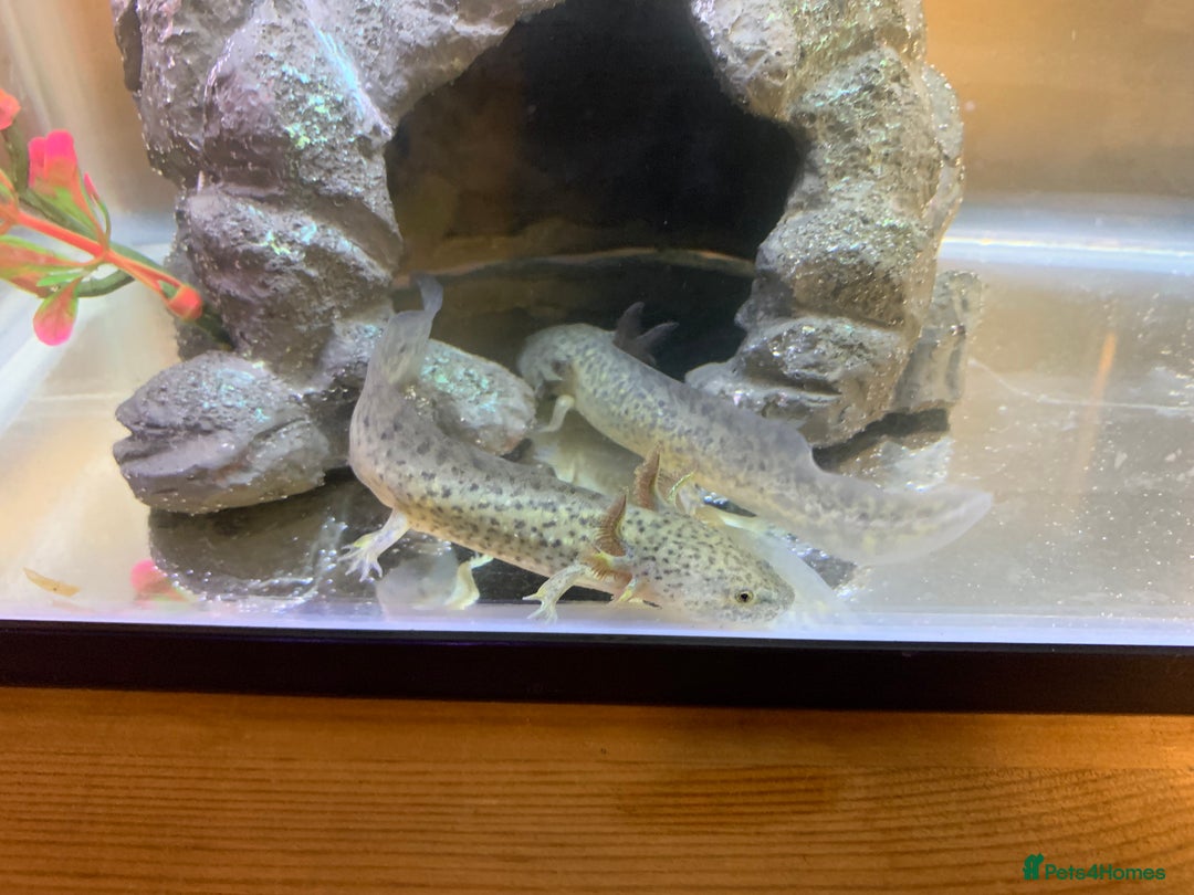 Axolotl reptiles for sale: Nicely grown on Axolotls mixed colours - Image 4