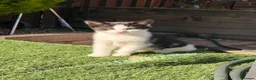 Mixed Breed cats for sale: 2 beautiful girls and 2 boys for sale - Advert 11