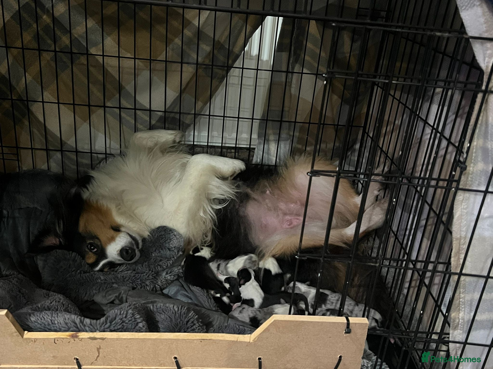 Australian Shepherd dogs Australian Shepherd puppies KC reg. Merles /Tris - Advert 4