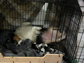 Australian Shepherd dogs Australian Shepherd puppies KC reg. Merles /Tris - Advert 2