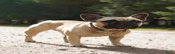 French Bulldog dogs for sale: Female French Bulldog  - Advert 1
