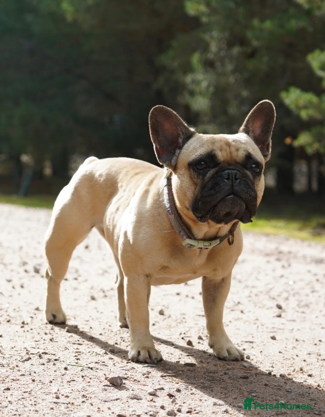 French Bulldog dogs for sale: Female French Bulldog  - Advert 1