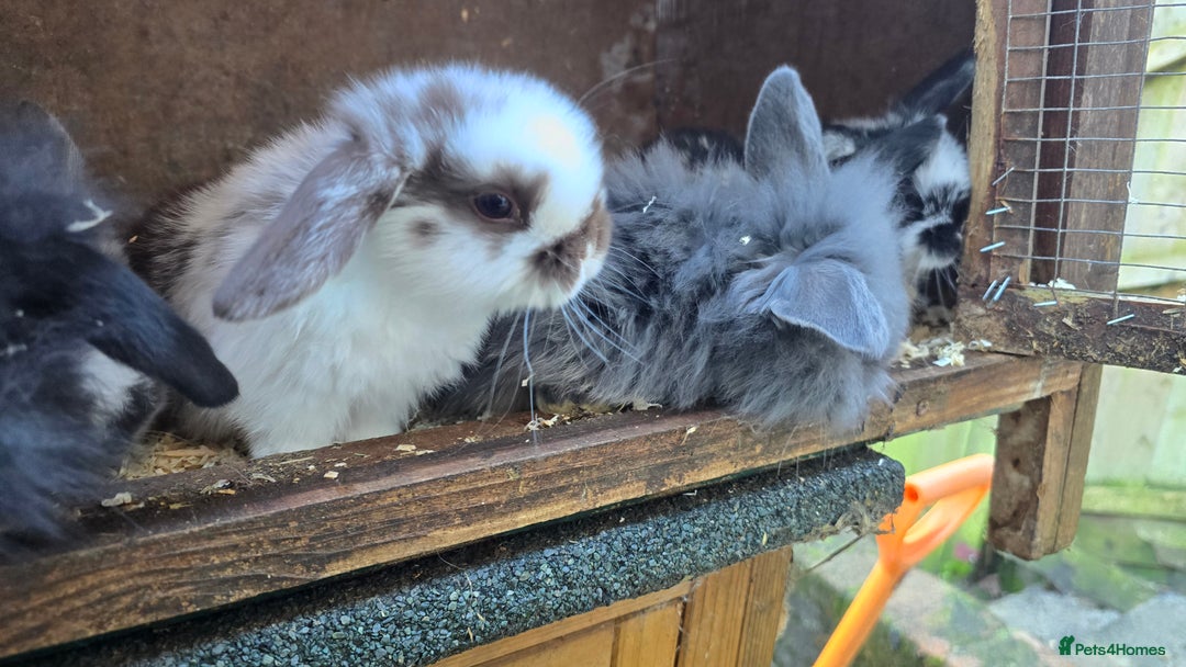Mini Lop rabbits for sale: Mini Lop Baby Rabbits - Advert 1