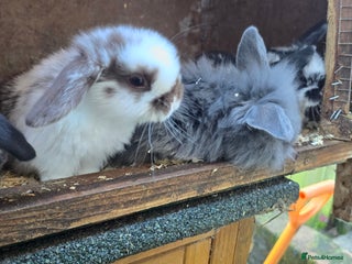 Mini Lop rabbits Mini Lop Baby Rabbits - Advert 2