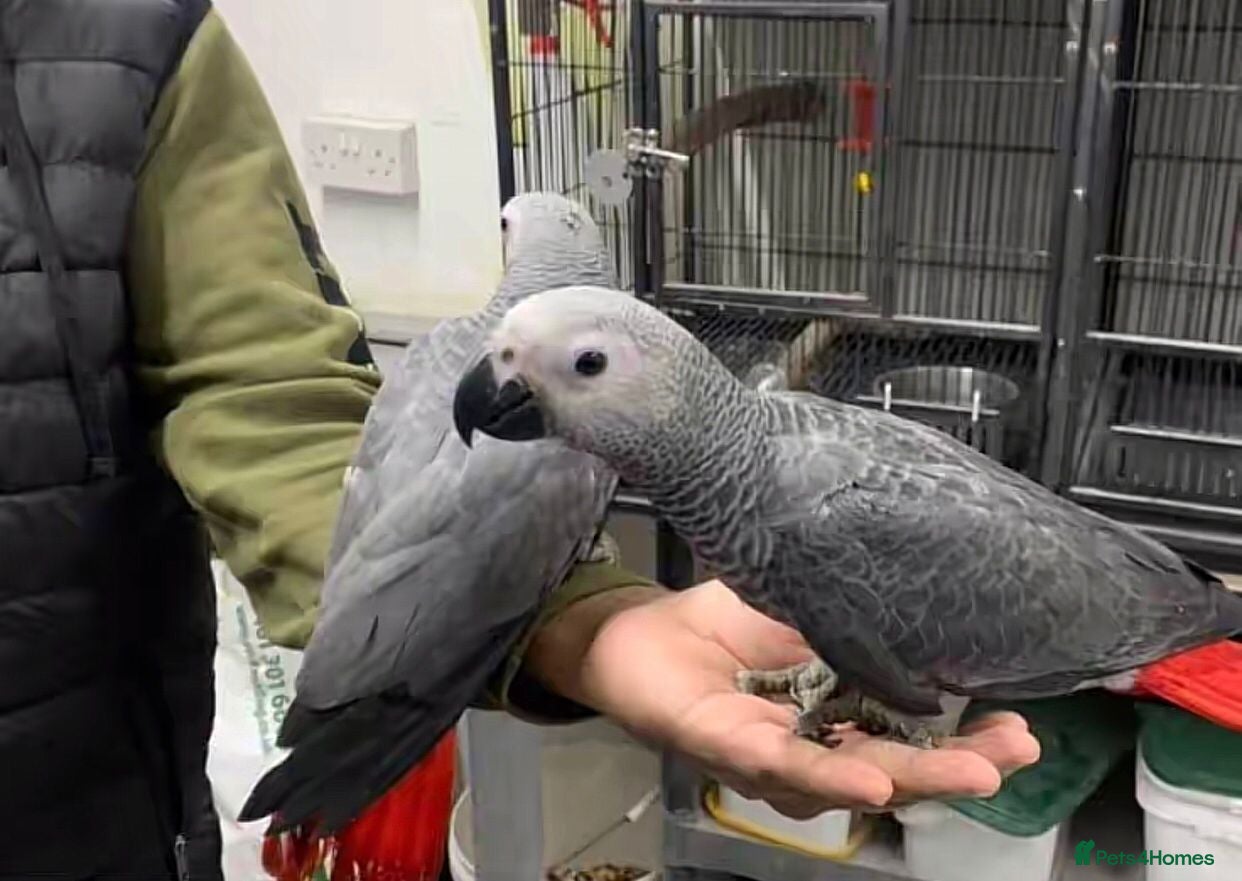 Parrots birds Congo African Grey Parrots - Advert 14