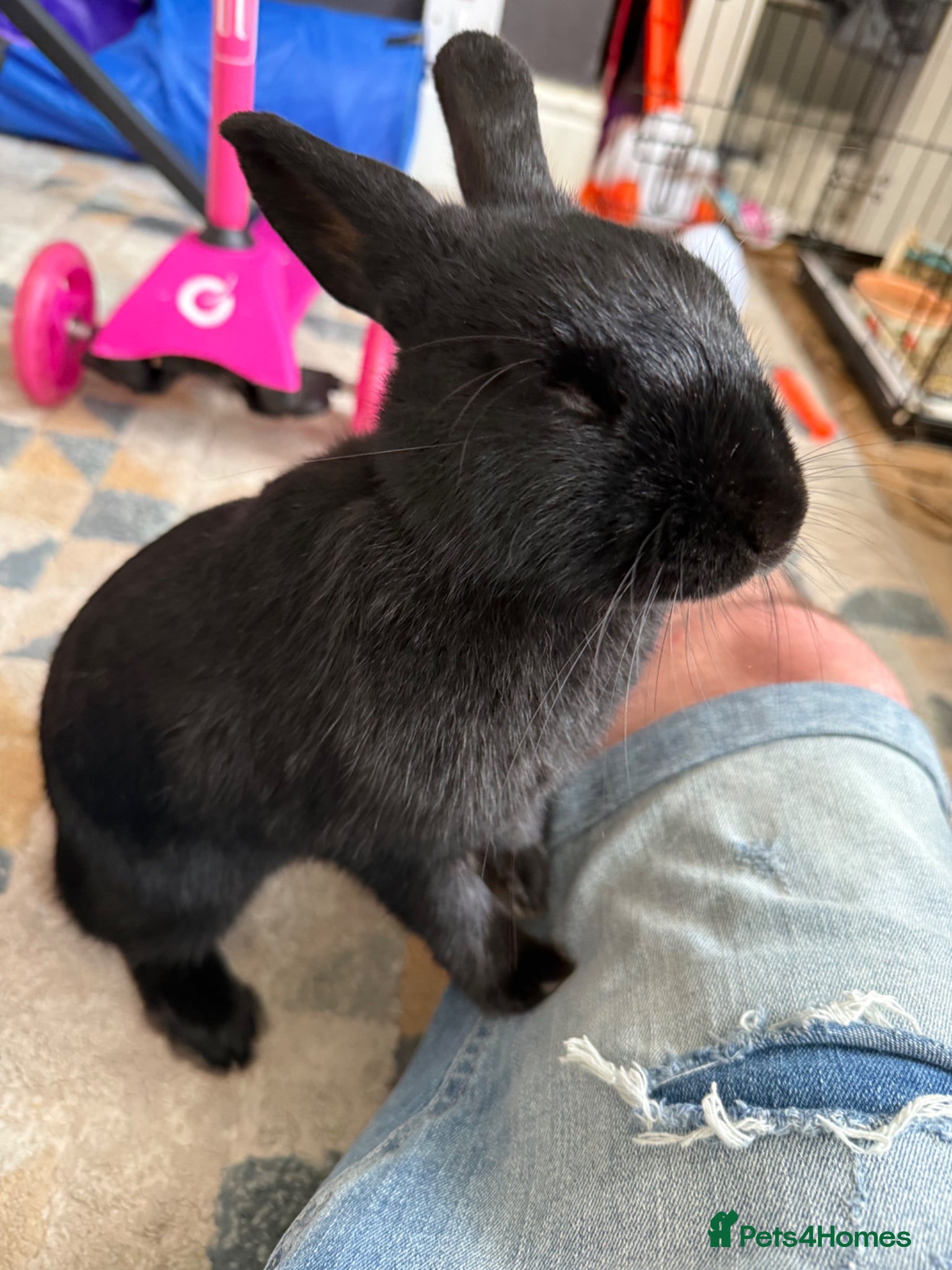 Mixed Breed rabbits for sale: Lionhead and Miniloop  in Saint Helens - Advert 7