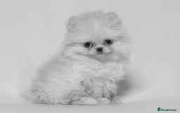 Pomeranian dogs for sale: True to type Pomeranian Puppies  - Image 6