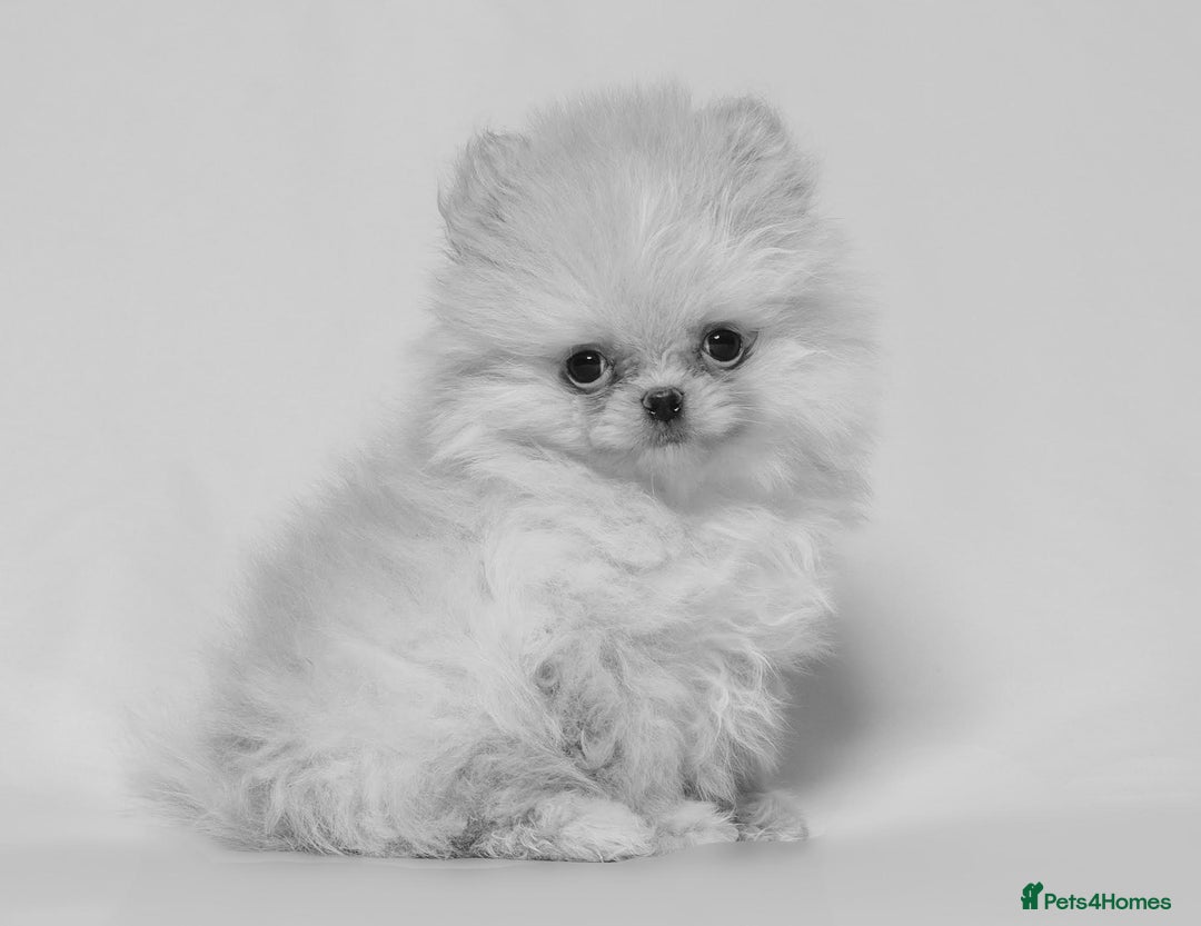 Pomeranian dogs for sale: True to type Pomeranian Puppies  - Image 6