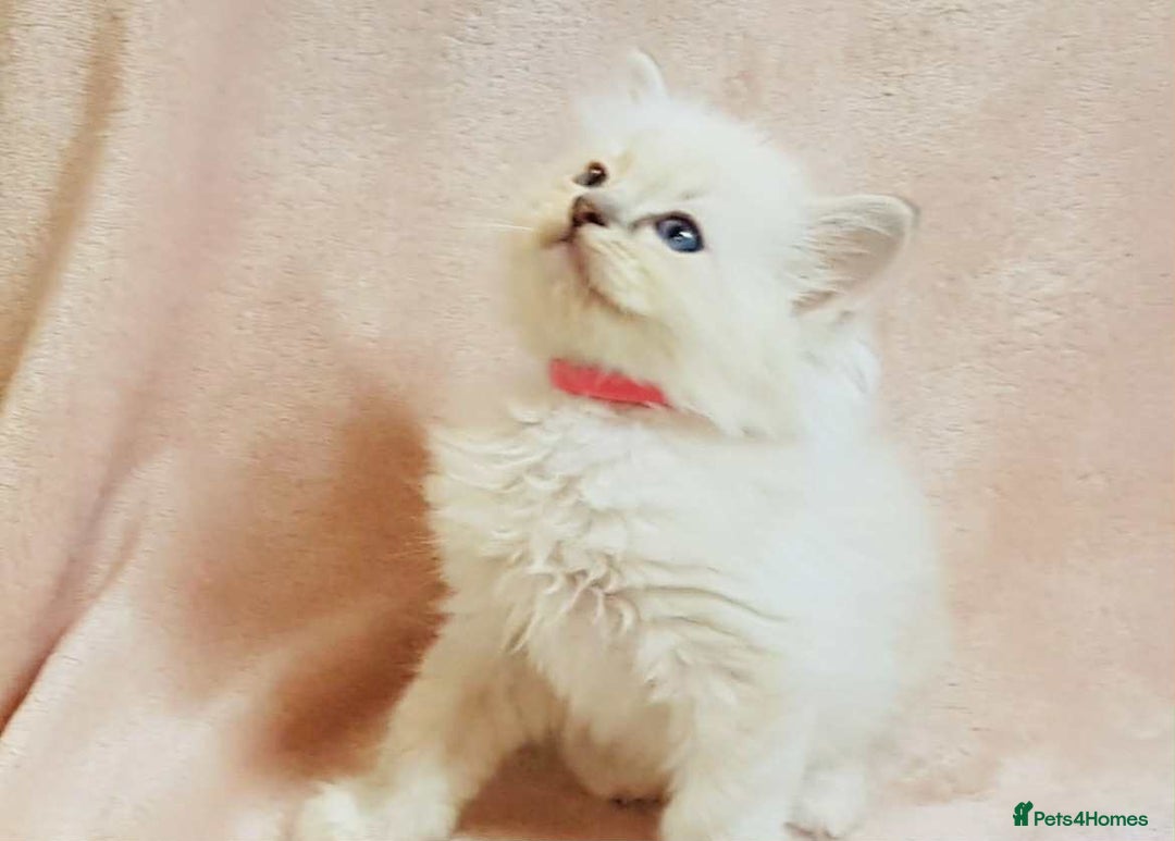 Ragdoll cats for sale: Ragdoll kittens - Image 2