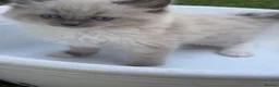 Ragdoll cats for sale: 4 Full Breed Ragdolls - Advert 9