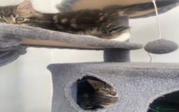 Mixed Breed cats for sale: Adorable kittens looking for their forever home 🐾 - Image 4