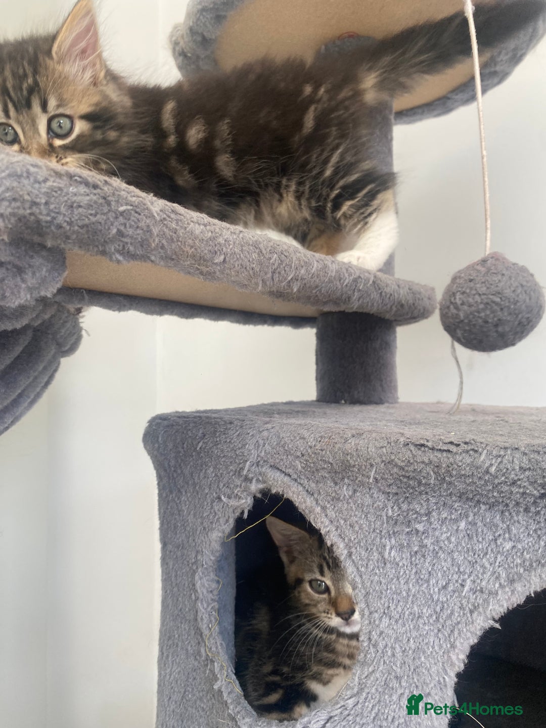 Mixed Breed cats for sale: Adorable kittens looking for their forever home 🐾 - Image 4