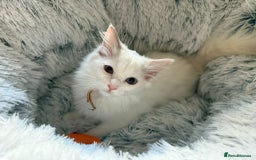 Ragdoll cats for sale: 4 Gorgeous Pure-Bred Ragdolls - Image 3