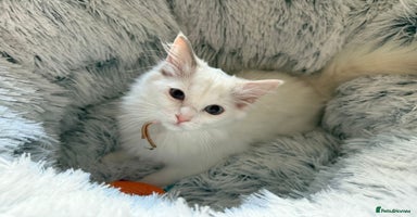 Ragdoll cats - Advert 1