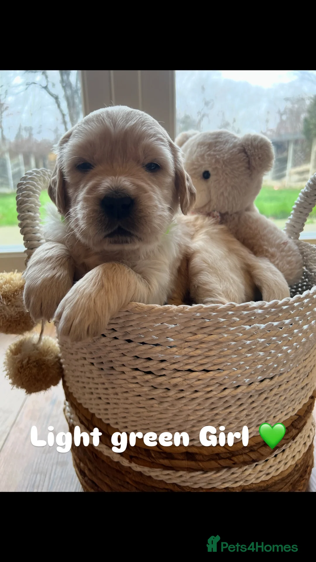 Golden Retriever dogs for sale: 🌟Golden Retriever Puppies | KC & Family Raised 🌟 - Advert 9