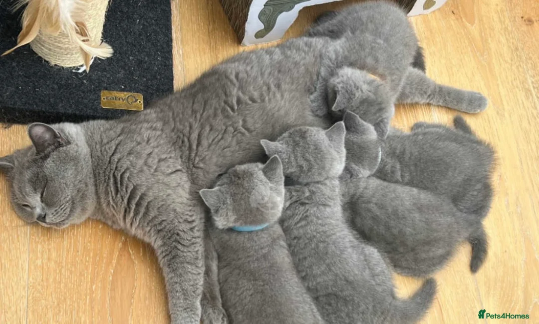 British Shorthair cats for sale: British shorthair kittens  - Advert 2