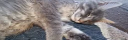 Maine Coon cats for sale: Beautiful Maine Coon kittens - Advert 19