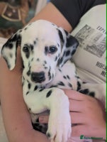 Dalmatian dogs KC Registered Dalmatian Puppies - Advert 2