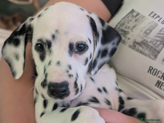 Dalmatian dogs KC Registered Dalmatian Puppies - Advert 10