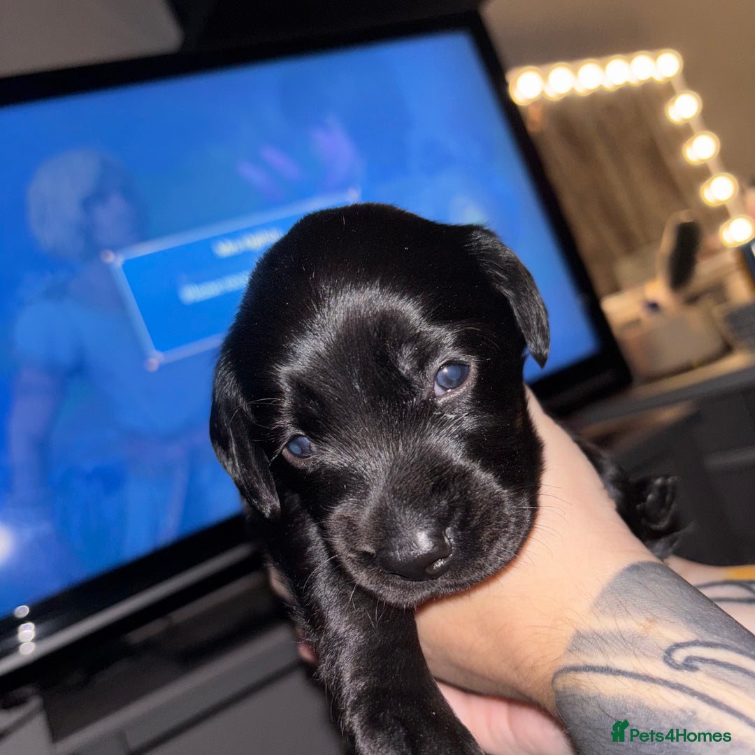 Cockerdor dogs for sale: Cockerdor puppies - Advert 10