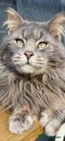 Maine Coon cats Exceptional Mainecoon cubs TICA Champ bloodlines - Advert 5