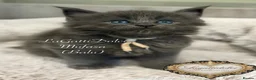 Maine Coon cats for sale: 🏆⭐️XXL Blue Maine Coons - Champion Lines⭐️🏆 - Advert 7