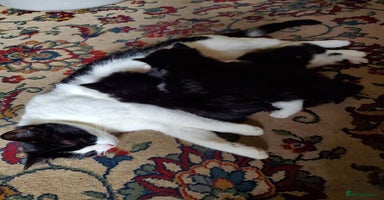 Mixed Breed cats - Advert 1