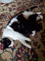 Mixed Breed cats - Advert 11