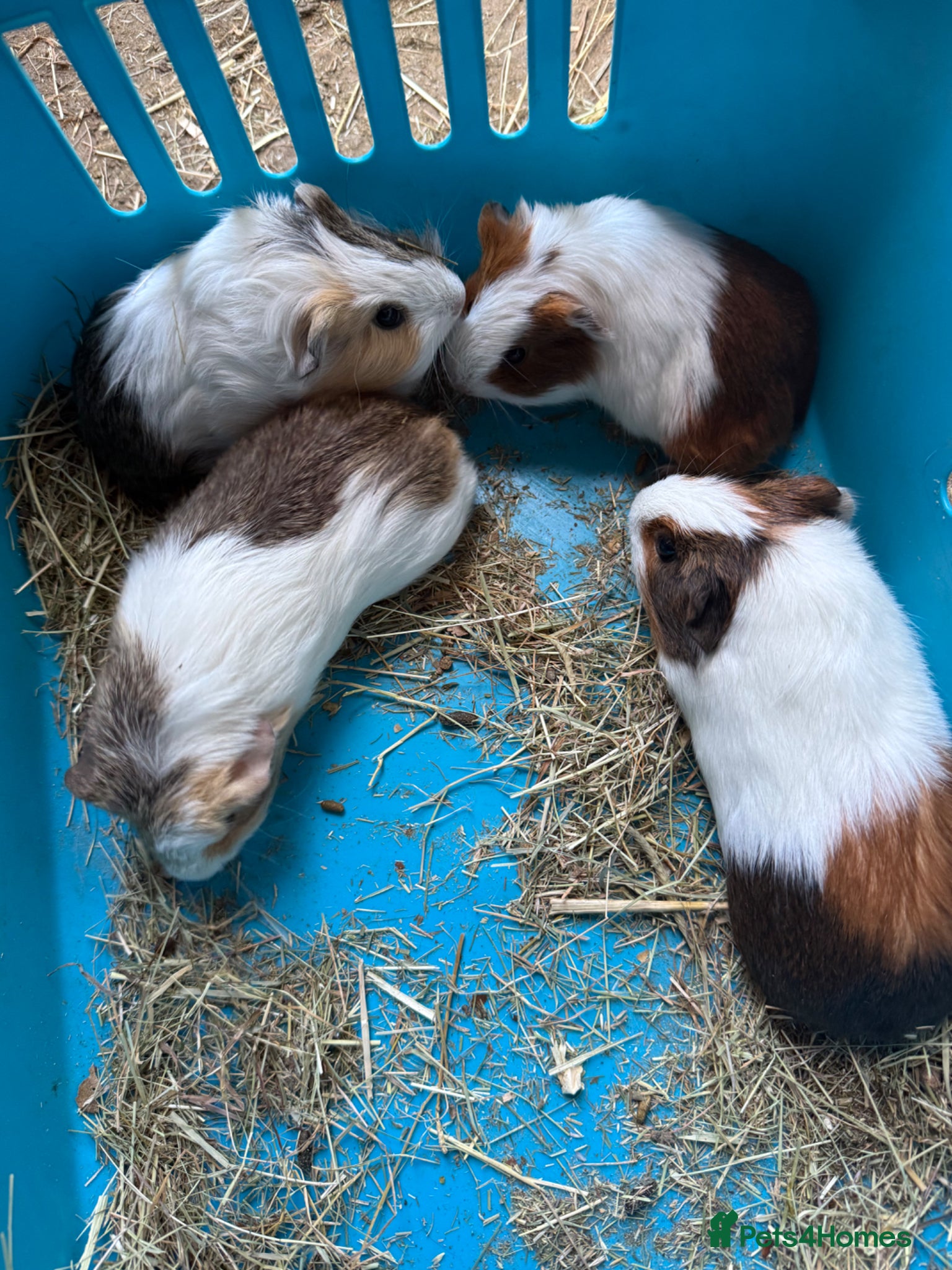 Guinea Pig rodents Female/Male baby Guinea Pigs for sale - Advert 1