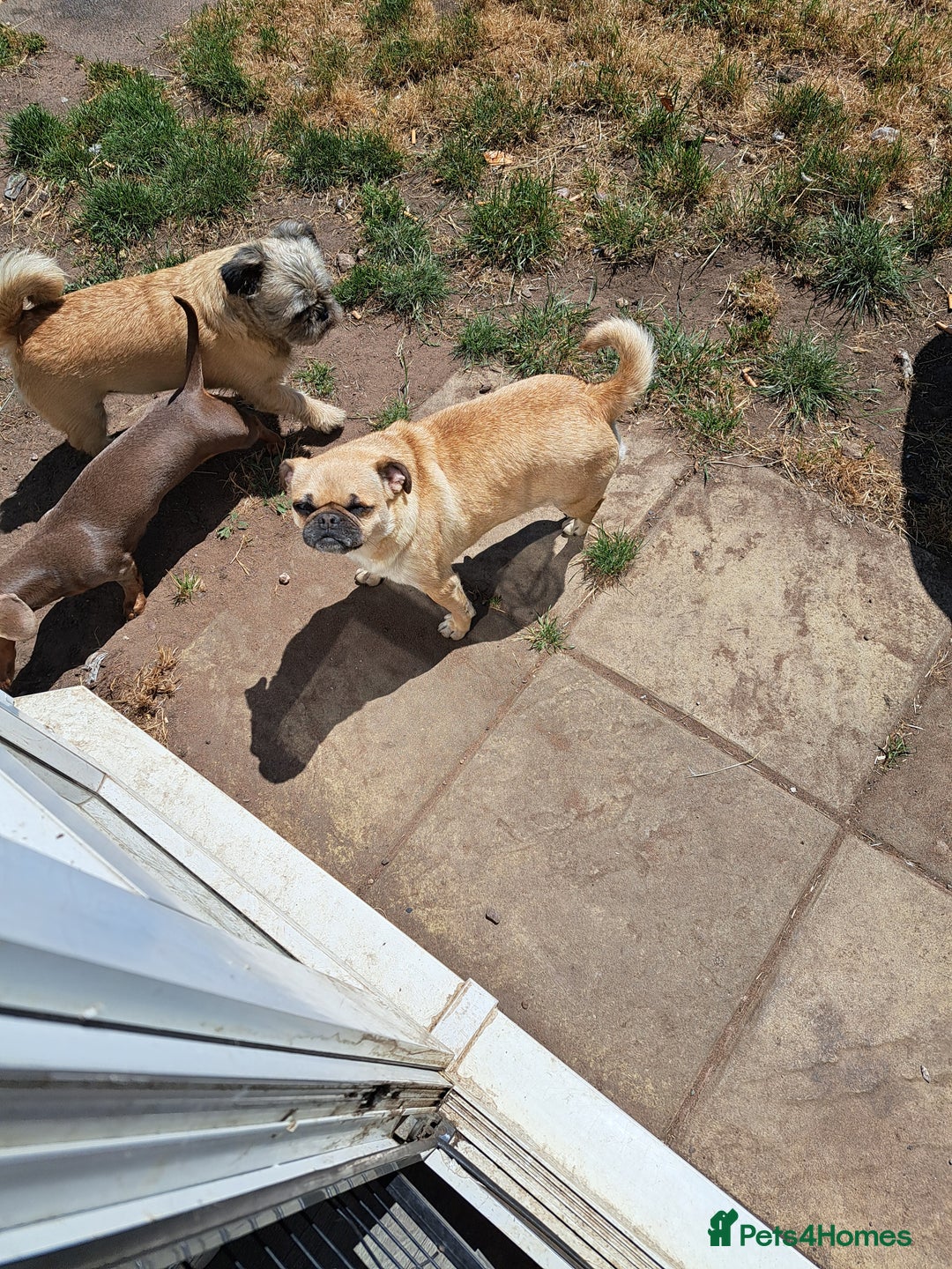 Mixed Breed dogs for sale: Perfect litter of pug cross shih-tzu  - Advert 21