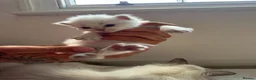 Ragdoll cats for sale: 8 beautiful ragdolls for sale in Ware - Advert 6