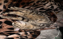 Bengal cats for sale: Cat looking for home  - Image 5