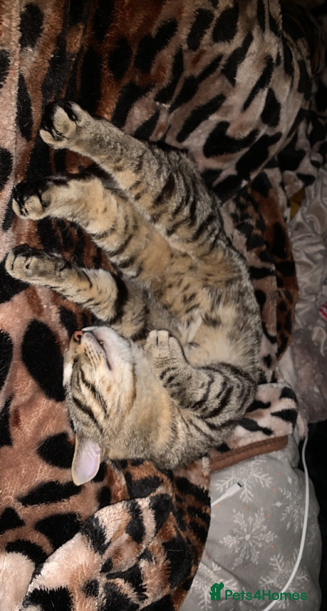 Bengal cats for sale: Cat looking for home  - Image 5