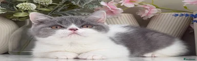 British Shorthair 1
