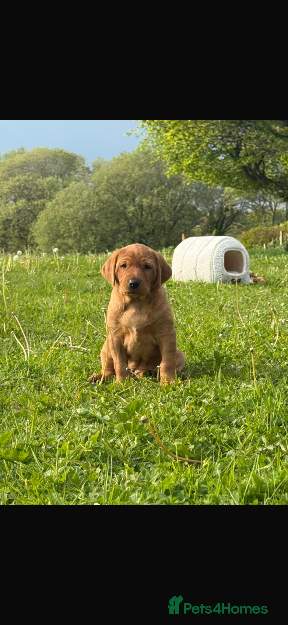 Labrador Retriever dogs KC registered, fully health tested Labrador Puppy - Advert 1