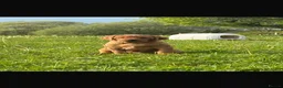 Labrador Retriever dogs for sale: KC registered, fully health tested Labrador Puppy - Advert 1