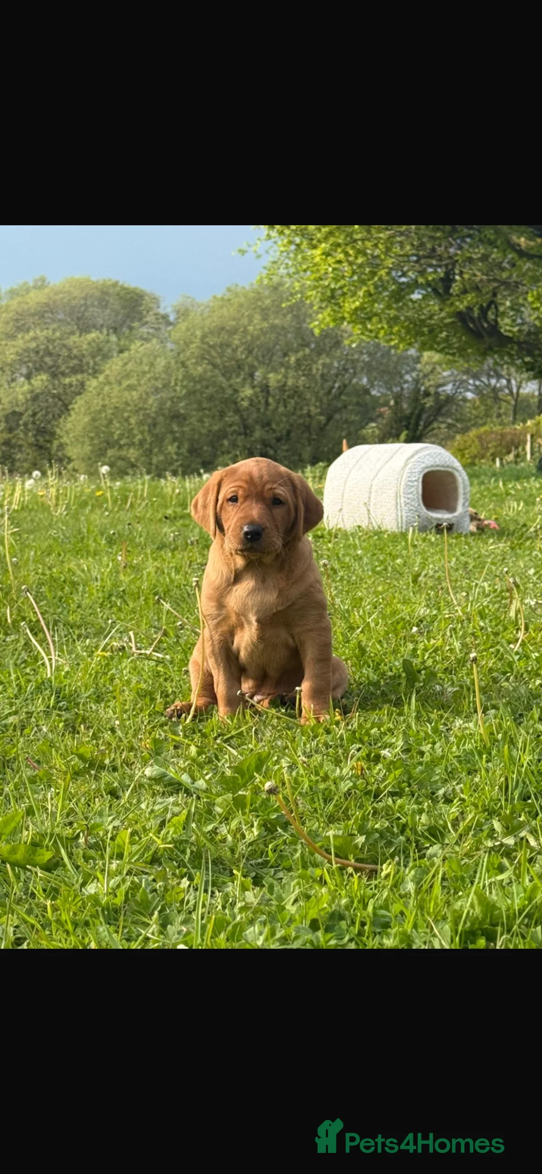 Labrador Retriever dogs for sale: KC registered, fully health tested Labrador Puppy - Advert 1