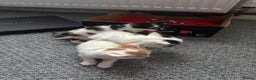 Siamese cats for sale: Lovely kittens for sale  - Advert 1