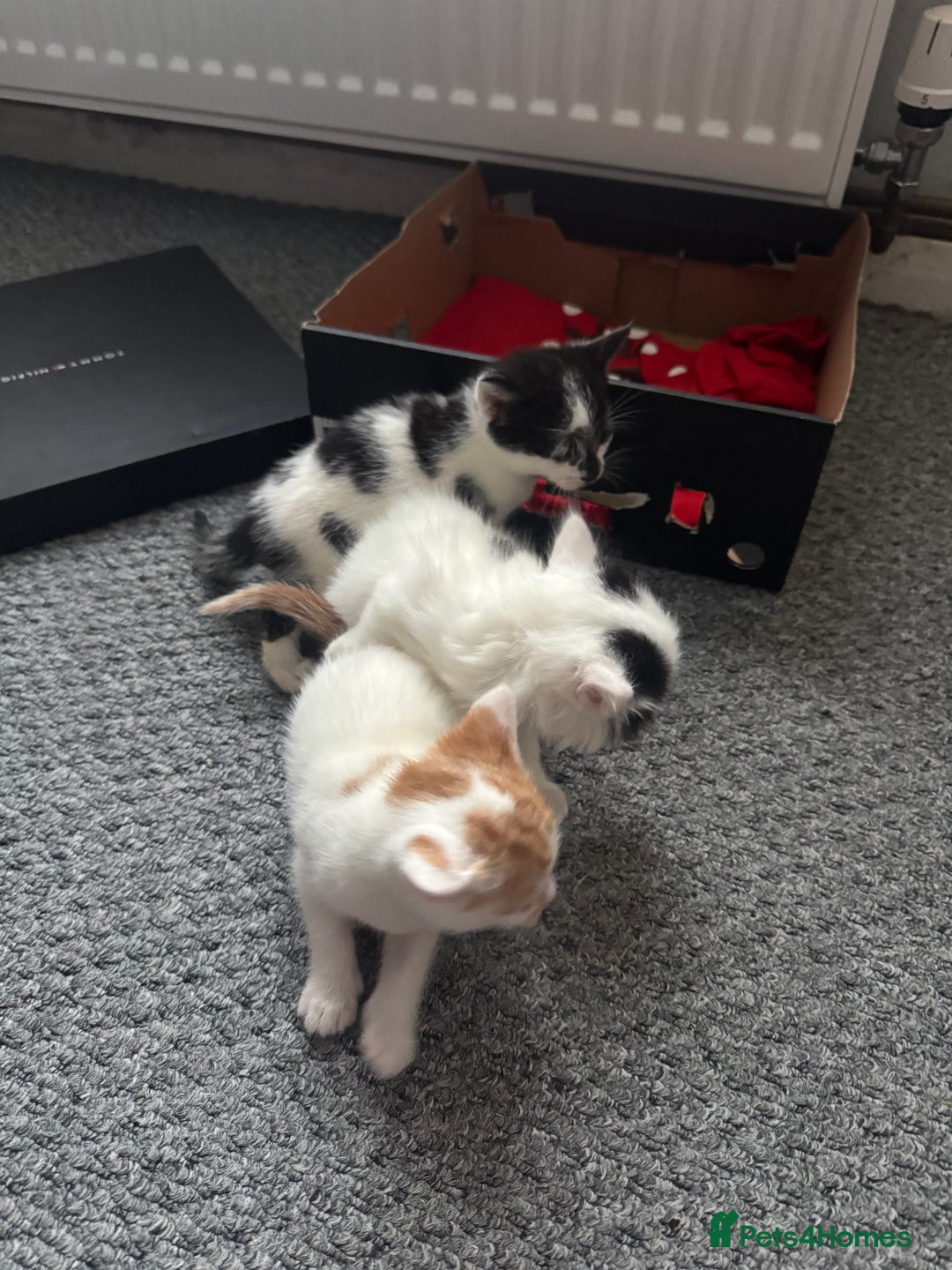 Siamese cats for sale: Lovely kittens for sale  - Advert 1