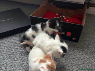 Siamese cats Lovely kittens for sale - Advert 1