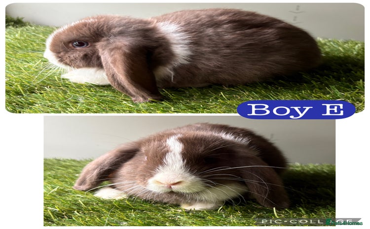 Mini Lop rabbits in Manchester - Advert 13