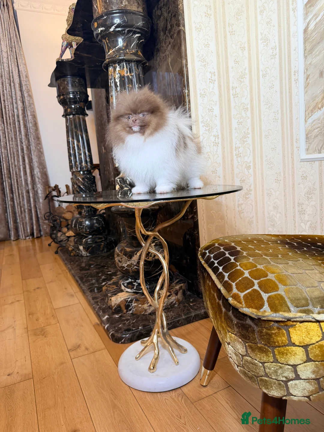 Pomeranian dogs for sale: Exclusive Lilac Party color Pomeranian Boy - Advert 19