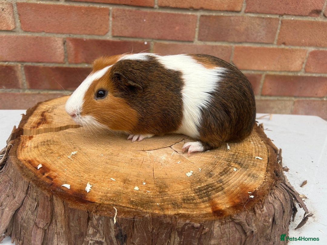 Guinea Pig rodents for sale: Free Male Guinea pigs  - Image 5