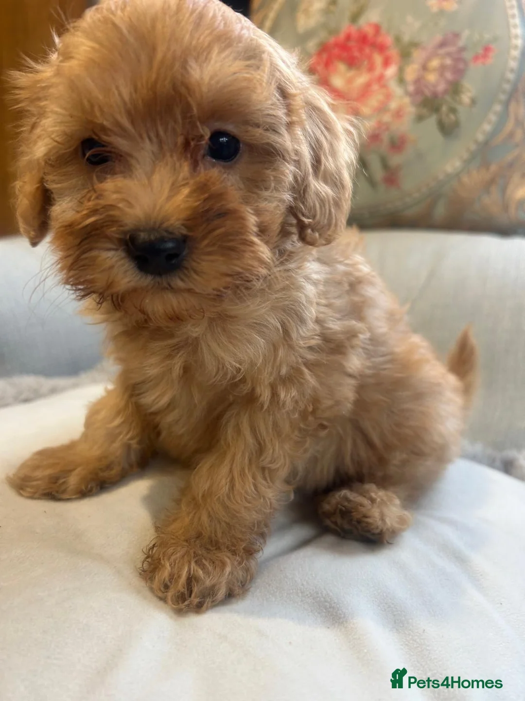 Cockapoo dogs for sale: Beautiful babies available  - Advert 19