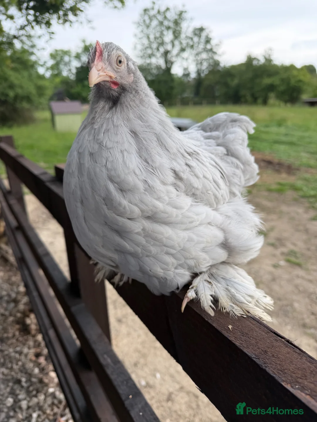 Chickens poultry for sale: Pekin Bantam Hens in a range of colours  - Advert 2